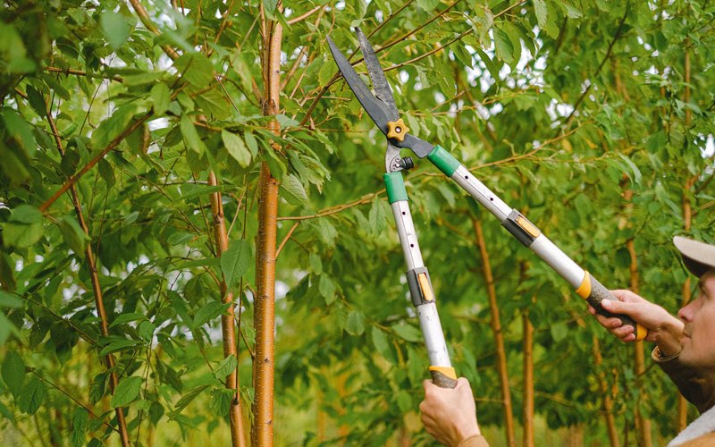 Tree trimming in Nutrioso, AZ
